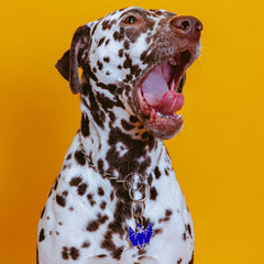 PET TAG