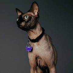 PET TAG
