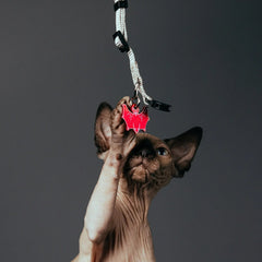 PET TAG