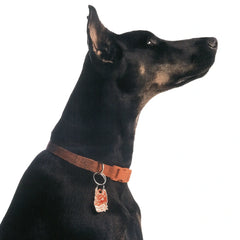 PET TAG