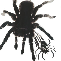 SPIDER HAIR CLIP