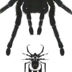 SPIDER HAIR CLIP